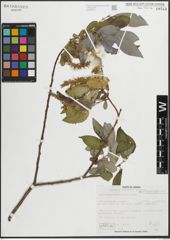 Foto von Salix glaucophylloides Fernald